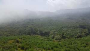 Mizrana : Une forêt est un patrimoine à sauvegarder