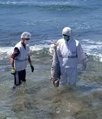 Mostaganem (Algérie) - Mort mystérieuse et massive de thon