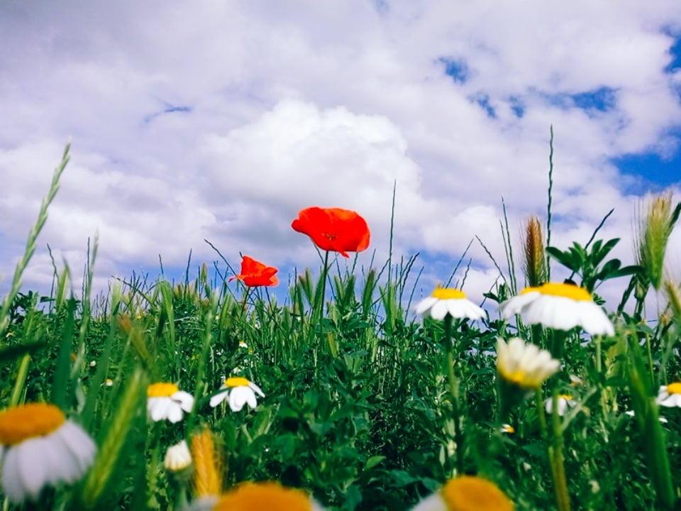 نبذة عن القرية