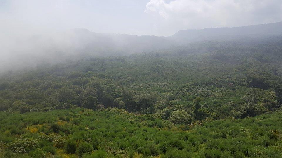 Mizrana : Une forêt est un patrimoine à sauvegarder