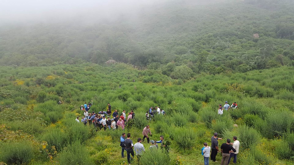 Tigzirt - Mizrana, une forêt récréative en déperdition