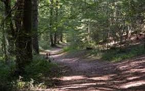 Mizrana ou le désastre que cache la forêt