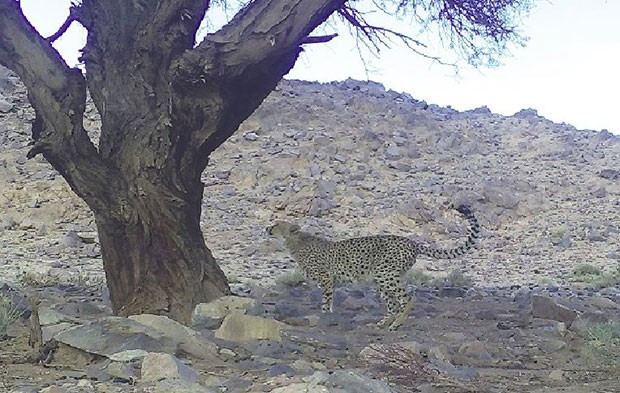 Algérie - ESPÈCE EN VOIE DE DISPARITION: Amayas, le guépard saharien réapparaît dans l'Ahaggar