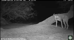 Le guépard saharien, espèce en voie de disparition, réapparait dans le parc de l’Ahaggar... !