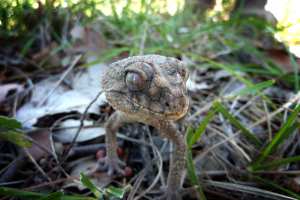 Planète - Australie: de jeunes activistes attaquent une mine de charbon en justice