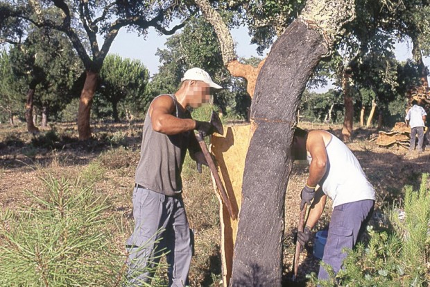 LE PHÉNOMÈNE S’EST AGGRAVÉ AVEC LA CRISE SANITAIRE: La forêt jijelienne en proie au pillage