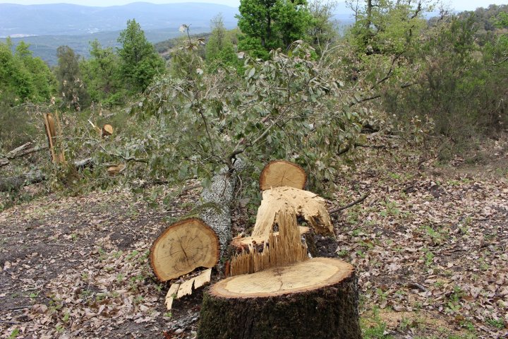 Maghreb - Tunisie: Arbres coupés par centaines... Après le confinement, la gueule de bois des forêts tunisiennes