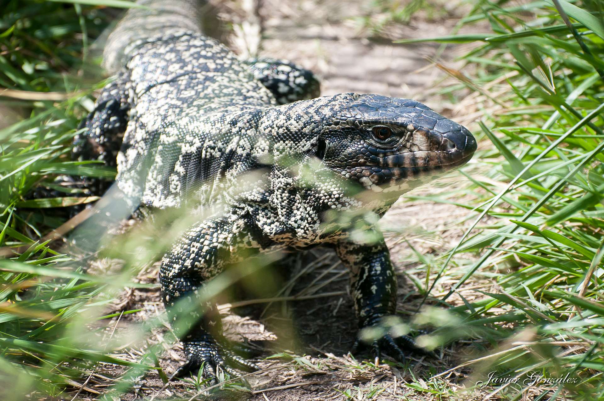 Un lézard carnivore géant menace le sud des États-Unis
