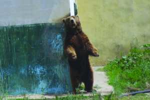 Les parcs animaliers d’Algérie: Pas d’argent, pas de nourriture et pas de médicaments !