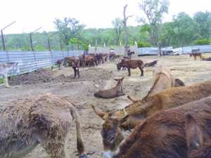 Le parc animalier de Braptia à El Kala: On achève bien les ânes