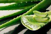 L'aloe vera est aussi une plante médicinale