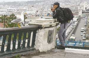 ARRÊT SUR IMAGE - Vu à Alger: Le mythique oiseau goéland leucophé