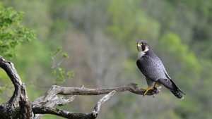 Algérie - DES ÉCOLOGISTES TIRENT LA SONNETTE D’ALARME À BÉJAÏA: Sept espèces d’oiseaux en voie d’extinction