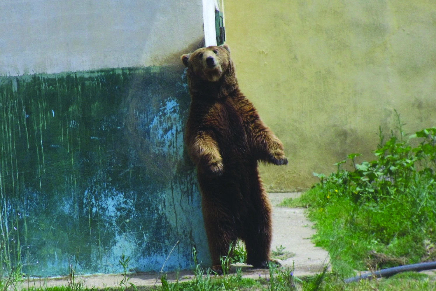 Les parcs animaliers d’Algérie: Pas d’argent, pas de nourriture et pas de médicaments !