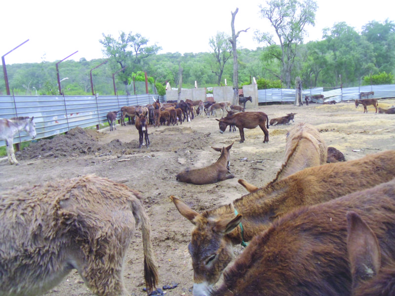 Le parc animalier de Braptia à El Kala: On achève bien les ânes