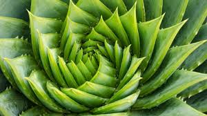 Un peu d'histoire l'Aloe vera