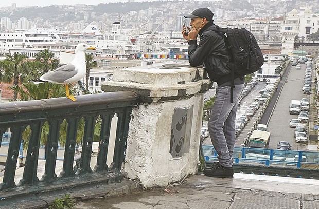 ARRÊT SUR IMAGE - Vu à Alger: Le mythique oiseau goéland leucophé