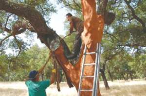 Algérie - CAMPAGNE DE RÉCOLTE DE LIÈGE À BÉJAÏA: La production subéricole en baisse
