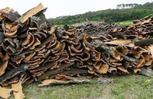 Tizi Ouzou (Algérie) - La campagne de récolte officiellement lancée: 9.000 quintaux de liège attendus