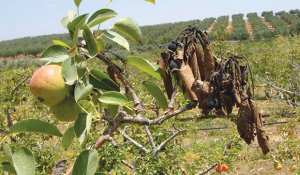Algérie - LA MALADIE RISQUE D’ANÉANTIR DE NOMBREUX VERGERS À AÏN DEFLA: Le feu bactérien prend une ampleur inquiétante
