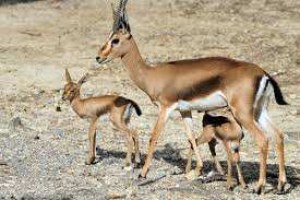 Tiaret - Alerte au braconnage de la gazelle  La gazelle de Cuvier