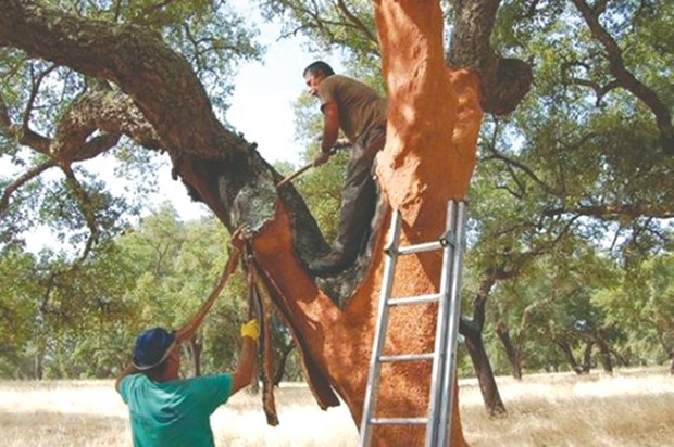 Algérie - CAMPAGNE DE RÉCOLTE DE LIÈGE À BÉJAÏA: La production subéricole en baisse