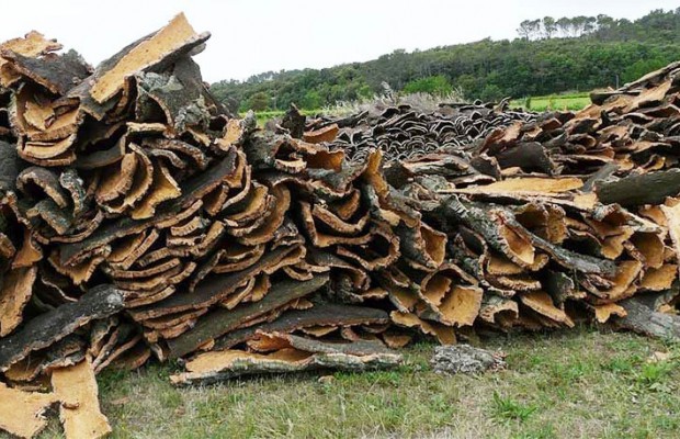 Tizi Ouzou (Algérie) - La campagne de récolte officiellement lancée: 9.000 quintaux de liège attendus