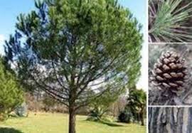 EXTENSION DES SUPERFICIES FORESTIÈRES À MILA: Plantation de pins pignon sur 250 hectares