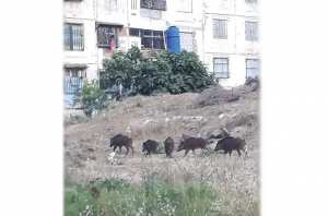 Annaba - ARRÊT SUR IMAGE: Vu à Safsaf  Incursion de sangliers