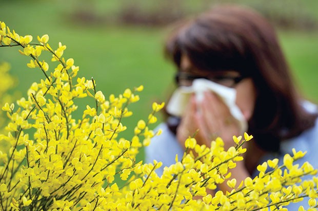 CAUSÉE PAR LE POLLEN DE CERTAINS ARBRES: La pollinose, une pathologie peu connue à Biskra