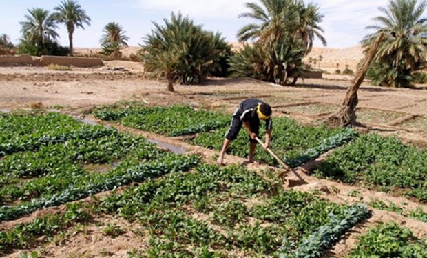 FONCIER AGRICOLE À OUARGLA: Près de 130.000 ha récupérés