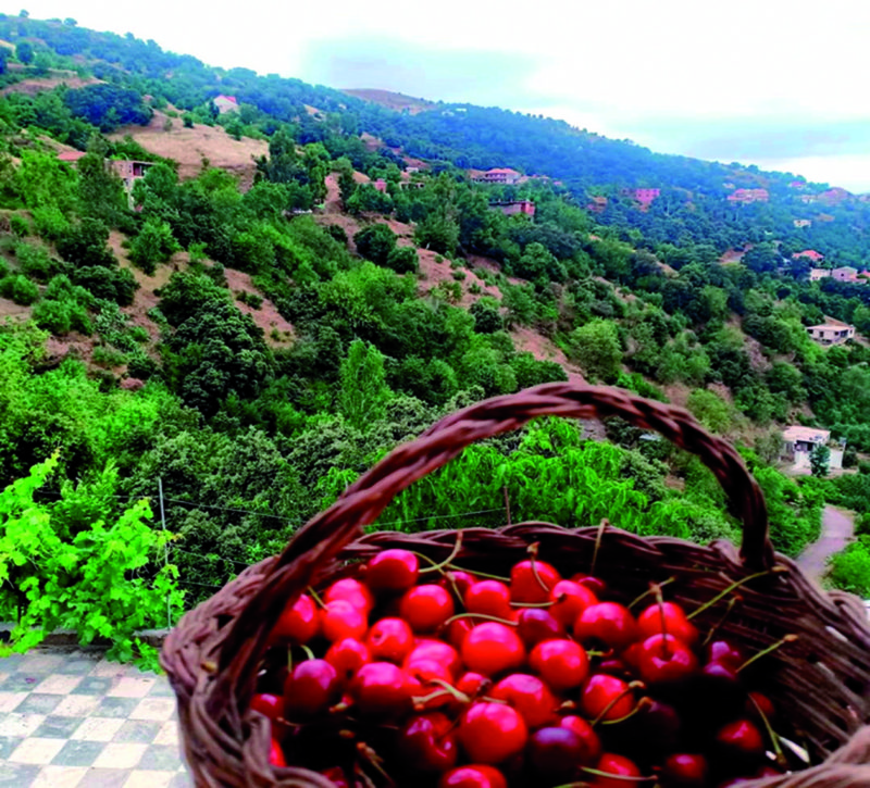 Culture de la cerise au massif de Collo (Skikda): La ténacité des habitants de Tabbalout et Afensou