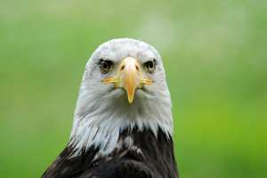 Réapparition d’une espèce d’oiseau rare sur le mont Gouraya