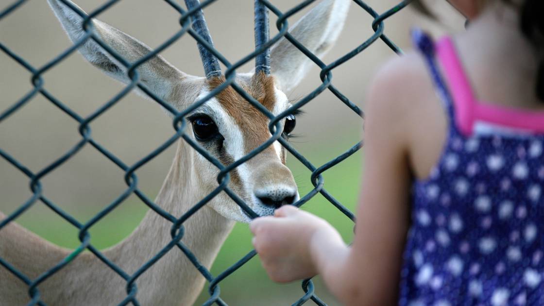 Planète (Afrique) - Niger: une quarantaine de gazelles dorcas tuées par des braconniers
