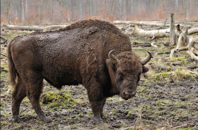 Planète (Europe) - Des bisons vont être réintroduits au Royaume-Uni des milliers d'années après leur disparition
