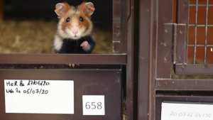 Planète - France: Dans le Haut-Rhin, une pouponnière pour sauver le grand hamster d'Alsace