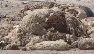 ROUIBA (ALGER) - Plus de 13.000 peaux de mouton collectées