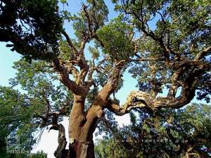 Étude des caractéristiques dendrométriques et productivité du chêne-liège de la forêt de Hafir (région de Tlemcen, Algérie occidentale