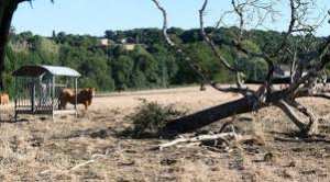 Planète - La sécheresse extrême de 2018 et 2019 en Europe est appelée à se répéter, selon une étude