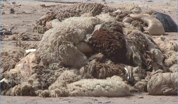 ROUIBA (ALGER) - Plus de 13.000 peaux de mouton collectées