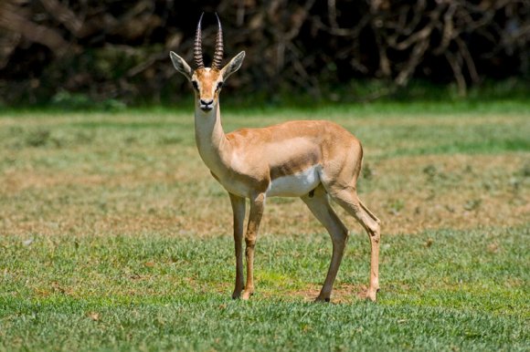 تلمسان : إطلاق 8 غزلان جبلية و15 رأسا من الأروية بمحمية 