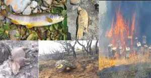 Algérie - Les feux de forêt, les dangers qui guettent les animaux