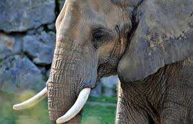 Planète - Singapour: Neuf tonnes d’ivoire détruites juste avant la Journée mondiale de l’éléphant