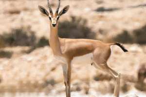 Béchar - APRÈS DES ANNÉES D’ÉCLIPSE: Retour de la gazelle à Abadla