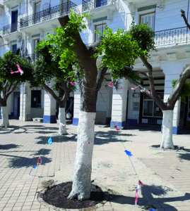 Béjaïa - La seconde vie de l’arbre de l’espoir