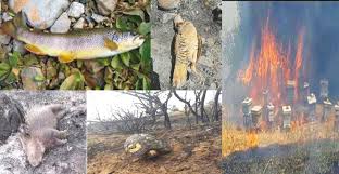 Algérie - Les feux de forêt, les dangers qui guettent les animaux