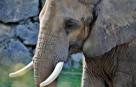 Planète - Singapour: Neuf tonnes d’ivoire détruites juste avant la Journée mondiale de l’éléphant