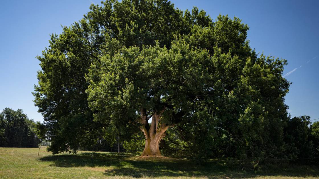 Planète - France: Proposez votre arbre préféré au concours de l'Arbre de l'année 2020