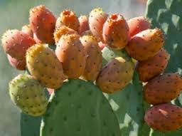 Tébessa - La figue de barbarie fait le plein