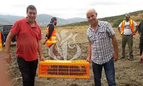 BOUBHIR (Ifigha/TIZI OUZOU) - Troisième lâcher de 500 perdrix Gambra